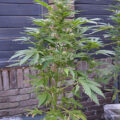 Vette trailer! Snoop & Wiz <i>on the high road</i>