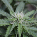 De beste anti-War on Drugs speech ooit