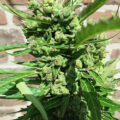 De onzin van het 'luie stoner' stereotype