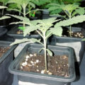 De beste anti-War on Drugs speech ooit