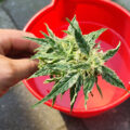Vette trailer! Snoop & Wiz <i>on the high road</i>