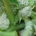 Vette trailer! Snoop & Wiz <i>on the high road</i>