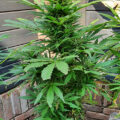Steentijd Stoners - Hoe onze voorouders high werden (part I)