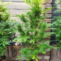 De onzin van het 'luie stoner' stereotype