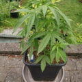6 x waarom cannabis helpt bij migraine!