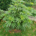 6 x waarom cannabis helpt bij migraine!
