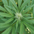 De beste anti-War on Drugs speech ooit