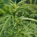 VOC: Toekomst Cannabis Social Clubs