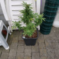 Grootste cannabis & kankeronderzoek ooit