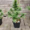 Zalige cannabis Kerst met de sterren ;-)