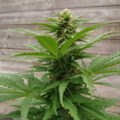 Grootste cannabis & kankeronderzoek ooit