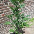 Test van Erik