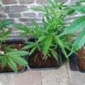 De beste anti-War on Drugs speech ooit