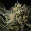 Steentijd Stoners - Hoe onze voorouders high werden (part I)