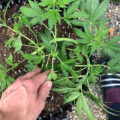 Column: 'Okra? Geen wiet?! Oh crap!'