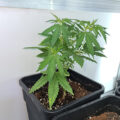 Vette trailer! Snoop & Wiz <i>on the high road</i>