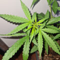 De beste anti-War on Drugs speech ooit