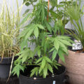 De beste anti-War on Drugs speech ooit