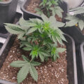 VOC: Toekomst Cannabis Social Clubs