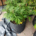 Raad het marihuanading!