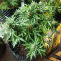 De beste anti-War on Drugs speech ooit