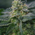 De beste anti-War on Drugs speech ooit