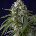De beste anti-War on Drugs speech ooit