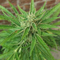 Doe jezelf een lol en hotbox je hoofd