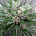 Test van Erik