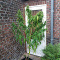 VOC: Toekomst Cannabis Social Clubs