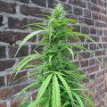 Raad het marihuanading!