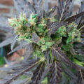 Steentijd Stoners - Hoe onze voorouders high werden (part I)