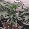 De beste anti-War on Drugs speech ooit