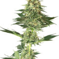 VOC: Toekomst Cannabis Social Clubs