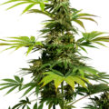 De beste anti-War on Drugs speech ooit