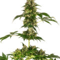 VOC: Toekomst Cannabis Social Clubs