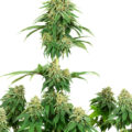 De beste anti-War on Drugs speech ooit