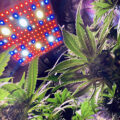 Steentijd Stoners - Hoe onze voorouders high werden (part I)