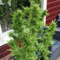 Doe jezelf een lol en hotbox je hoofd