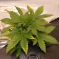 De beste anti-War on Drugs speech ooit