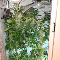 VOC: Toekomst Cannabis Social Clubs