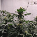 Doe jezelf een lol en hotbox je hoofd
