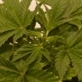 De beste anti-War on Drugs speech ooit