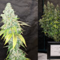 Cookies and Cream, romige THC traktatie