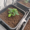 Vette trailer! Snoop & Wiz <i>on the high road</i>