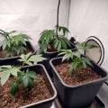 De onzin van het 'luie stoner' stereotype