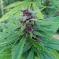 Grootste cannabis & kankeronderzoek ooit