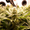 De beste anti-War on Drugs speech ooit