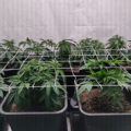 Grootste cannabis & kankeronderzoek ooit
