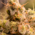 De beste anti-War on Drugs speech ooit